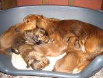 dachshund puppies.jpg