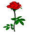 [roses1[5].gif]