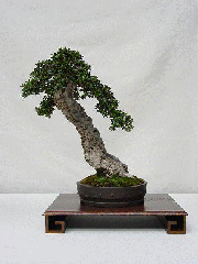 40_fotos_bonsai_html_73798c3d 40_fotos_bonsai_html_73798c3d