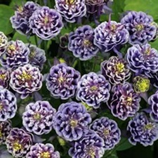columbine_doublewinkyblueandwhite_big