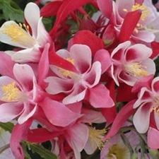columbine_origamiredandwhite_big