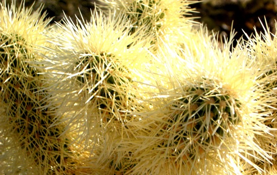 joshuatreecactus1