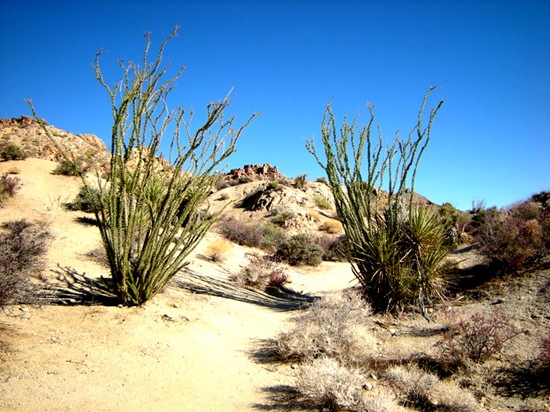 joshuatreecactus2