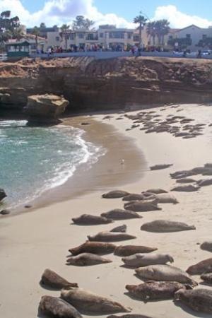 [seals-on-the-beach[3].jpg]
