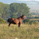 P1010030 Panasonic TZ10   Poze cu Animale (August 2010)