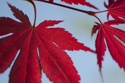 Maple leaves