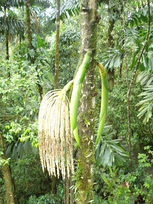 This tree is a palm that produces heart of palm, a delicacy seen on menus in Central America.  This particular species takes 60 years to grow one heart of palm, so the government illegalized its harvest and mandated the growth of a species that produces the same product in 5-6 years rather than 50-60.