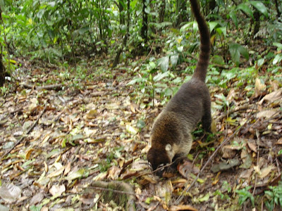 A raccoon relative.