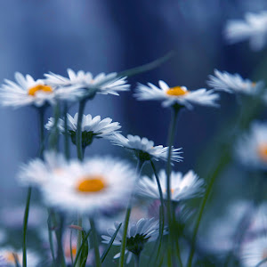 Photo Selection - 20110104