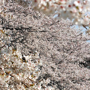 Photo Selection - 20110125