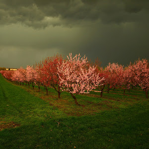 Photo Selection - 20110206