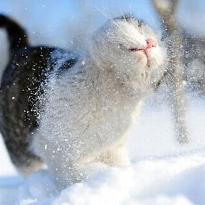 Photo Selection - 20110226