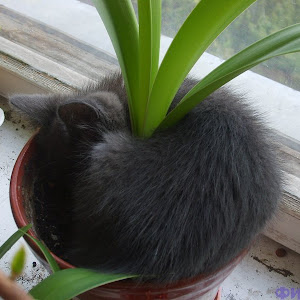 Photo Selection - 20110430