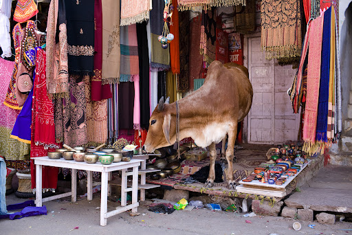 Индия и ёршики