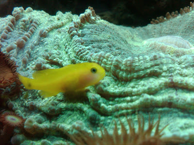 yelow%20goby.jpg