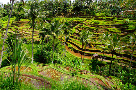 ubud painter