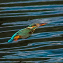 Common Kingfisher