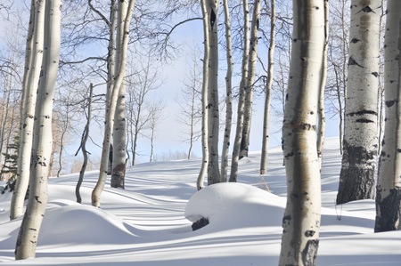 [patrick_snow1_web[4].jpg]