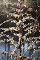 IMG_3690.JPG Photo