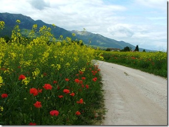 Papaveri Maggio 2010 112