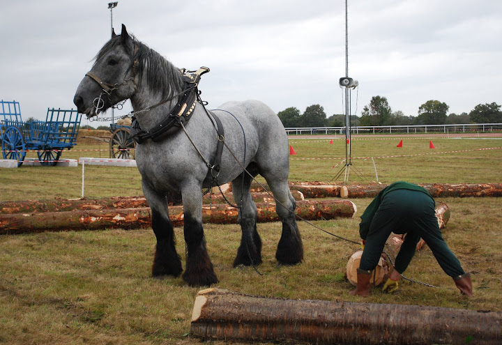 Championnat de France et journées internationales de l'attelage: Lisieux 2009 Traction%20%2861%29