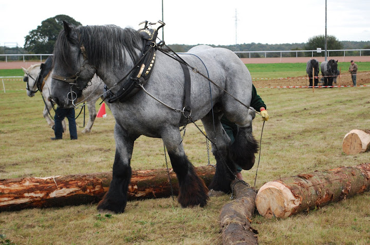 Championnat de France et journées internationales de l'attelage: Lisieux 2009 Traction%20%2865%29