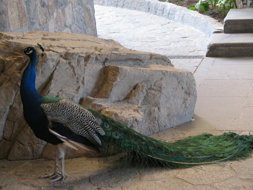 peacock paintings