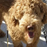 Happy tails Teddy Bear
