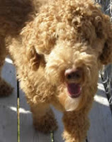 Happy tails Teddy Bear