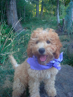 Mini Labradoodles