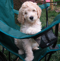Golden Labradoodle<br />
GorgeousDoodles<br />
labradoodles