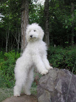 standing tall doodle dog