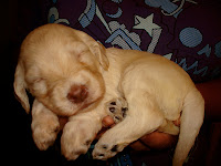 a sweet female 
has a cream coat and brown nose