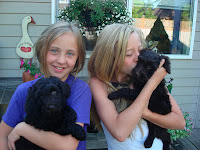 GorgeousDoodles 
are a perfect Family dog!