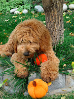 gorgeous red female labradoodle