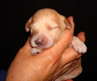 Baby tiny Doodle