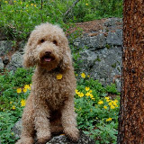 Sire Bodi