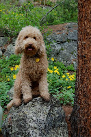 Sire Bodi