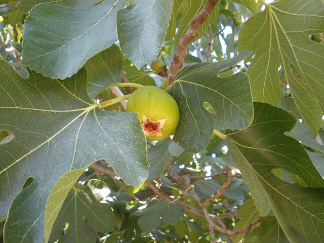 [MarmarisJulyAug20091563.jpg]