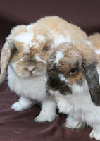 Cookie & freckles4.jpg