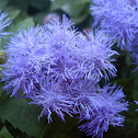 Ageratum