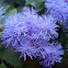 Ageratum