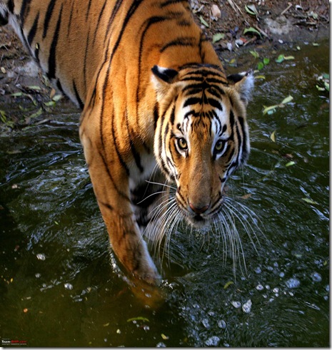 Tiger by Fazal