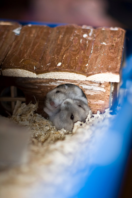 IMAGE: http://lh4.ggpht.com/_fuX-IMOy8IY/SuxvzA7bTcI/AAAAAAAAPAc/4jP-9gErWfk/s800/2009_10_30_2869a.jpg