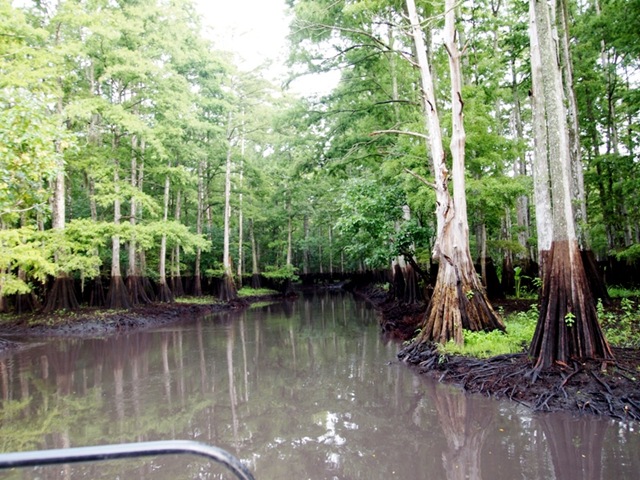 [Cypress19.jpg]