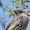 Red Wattle Bird- chick 