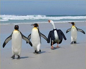 [pinguim[6].jpg]