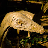 Galeria Dinozaury