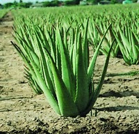 [Aloe Vera Plant[5].jpg]