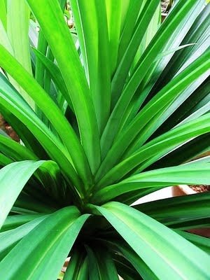 [pandan[4].jpg]